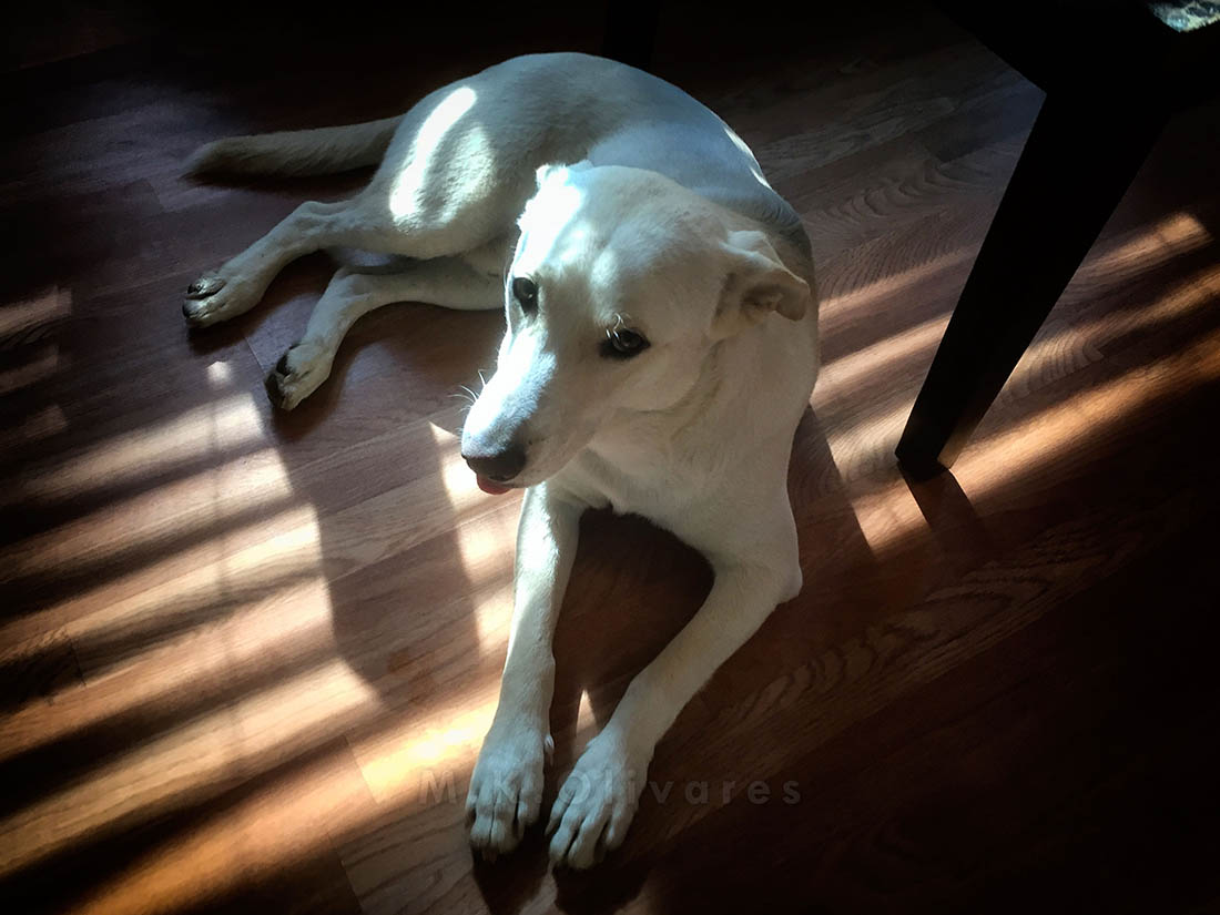 Rescue Dog Jake on Floor Photo by Miko at MikoArts