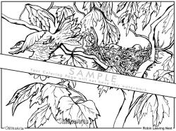 Robin Bird Coloring Page