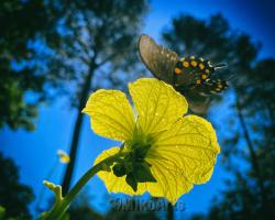 Sunlight Solace, a Butterfly Photo